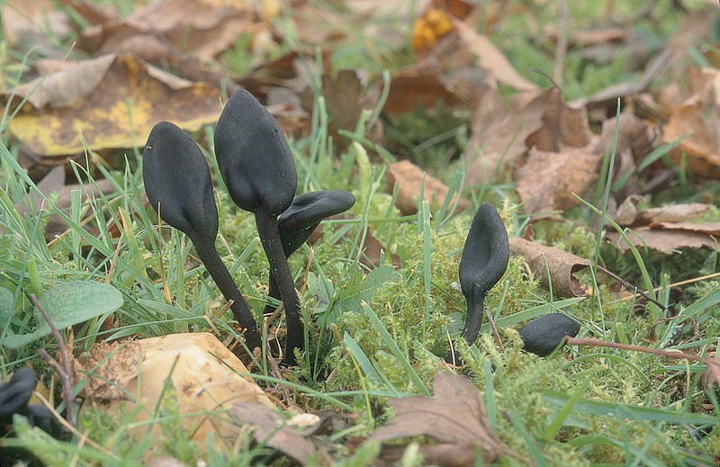 Trichoglossum hirsutum